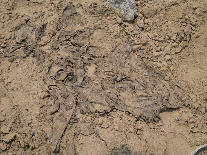 pisquillo 4