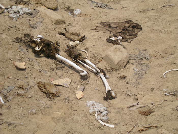 pisquillo 5